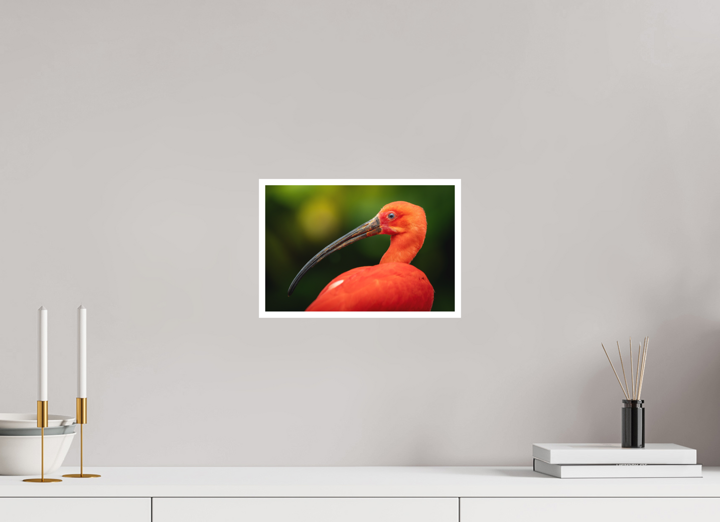 Ibis Rouge | un rouge écarlate