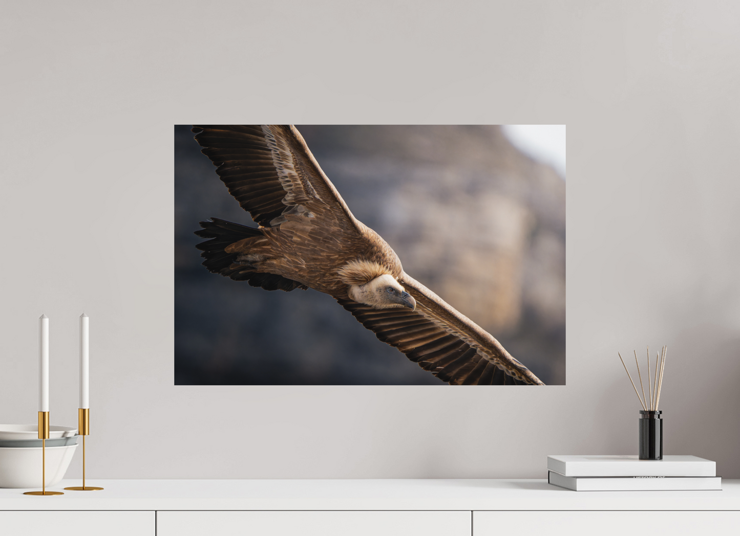 60 x 40 cm, Forex Altus Rex