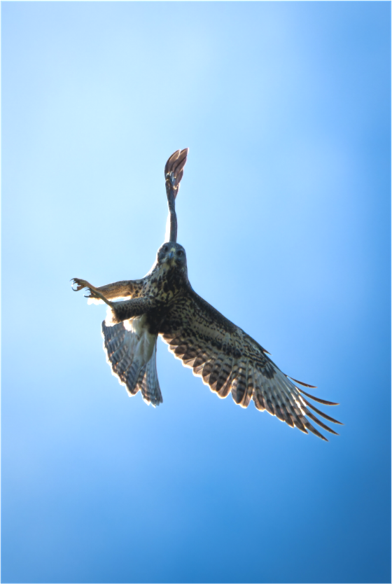 Buse variable | l’œil du ciel