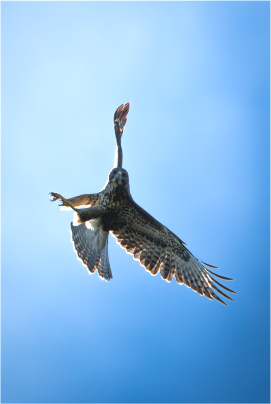Buse variable | l’œil du ciel