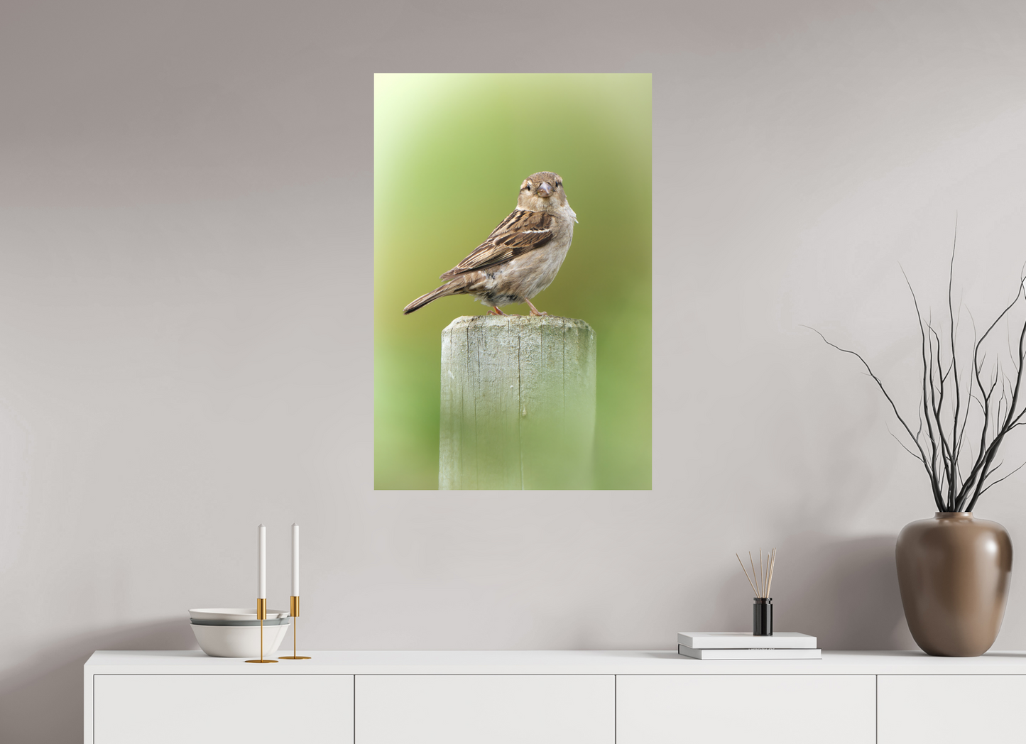 Moineau domestique | un regard mignon