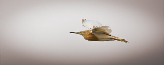 Crabier chevelu | l'aigrette pourpre