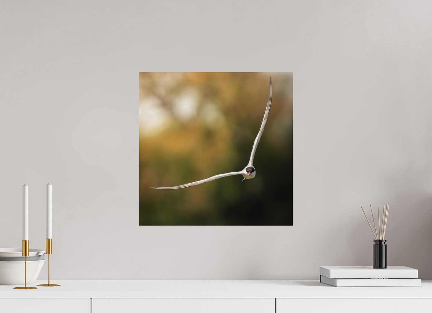 Sterne Pierregarin | des ailes couteaux