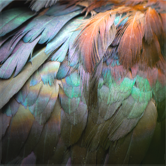 Ibis Falcinelle | iridescence cuivrée