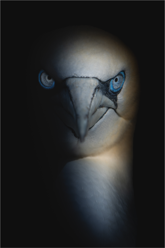 Main image Tenebrae Maris