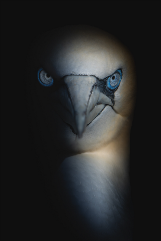 Main image Tenebrae Maris