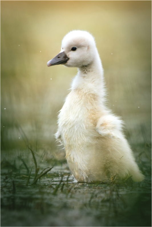 Cygne tuberculé | un petit étirement