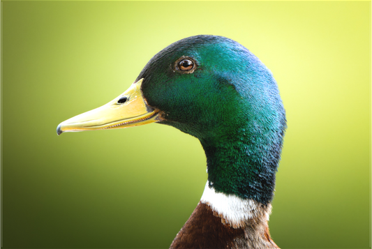 canard Colvert | un portrait vert