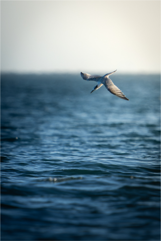 Sterne Caugek | plongeon fulgurant