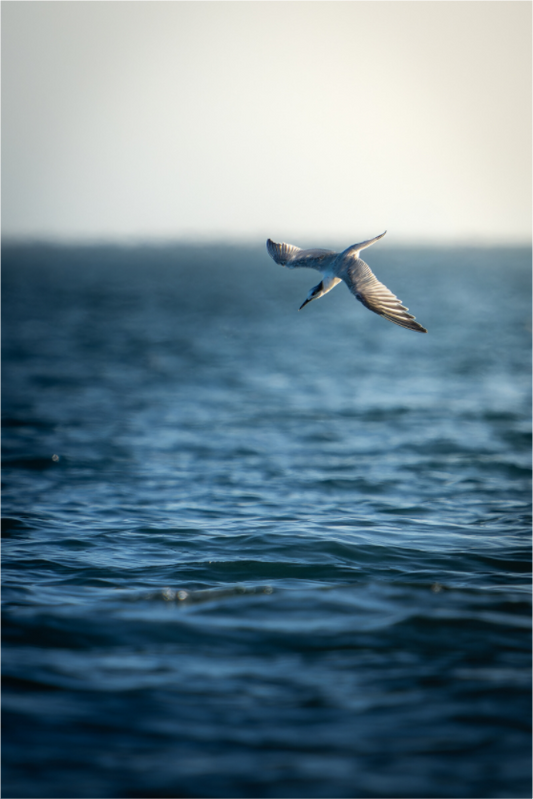 Sterne Caugek | plongeon fulgurant