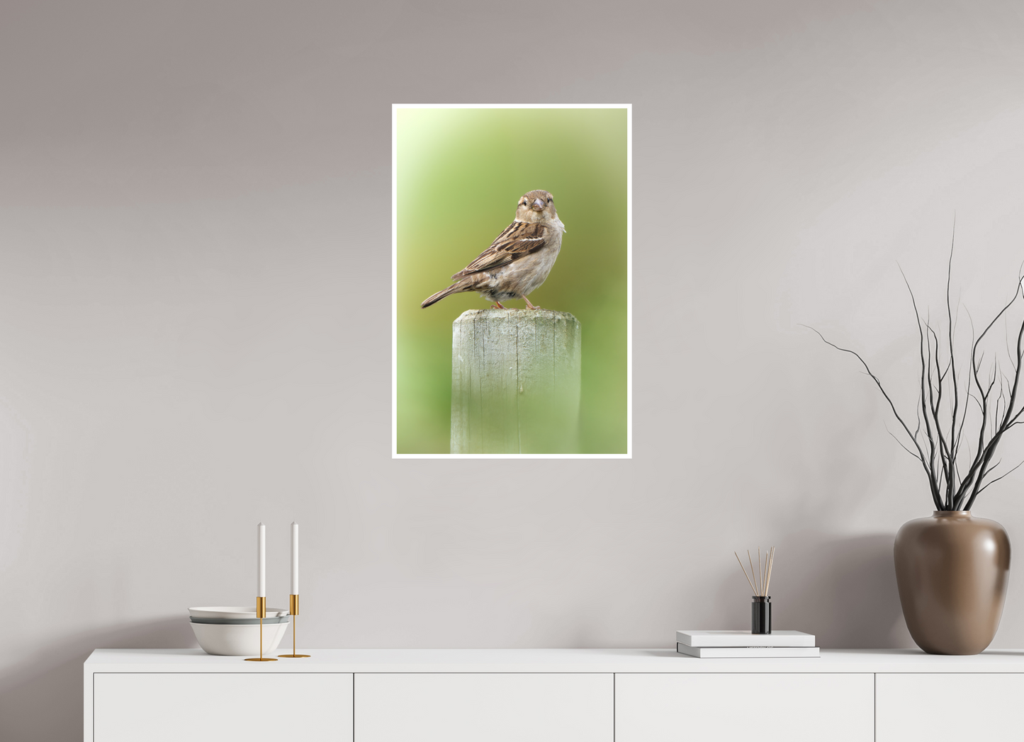 Moineau domestique | un regard mignon