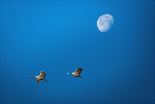 Main image Tsuki-Watari