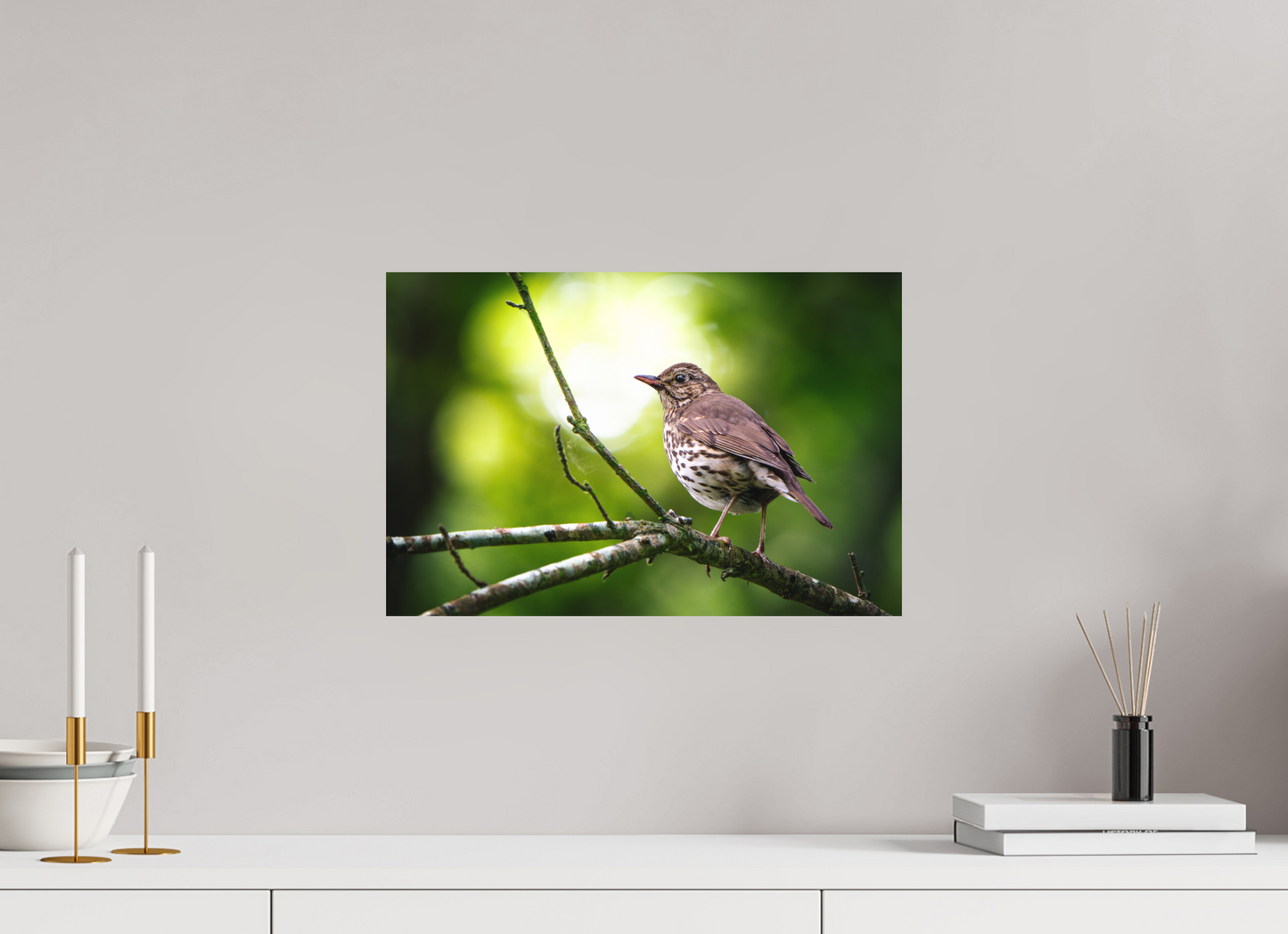 Grive musicienne | l'oiseau des sous-bois
