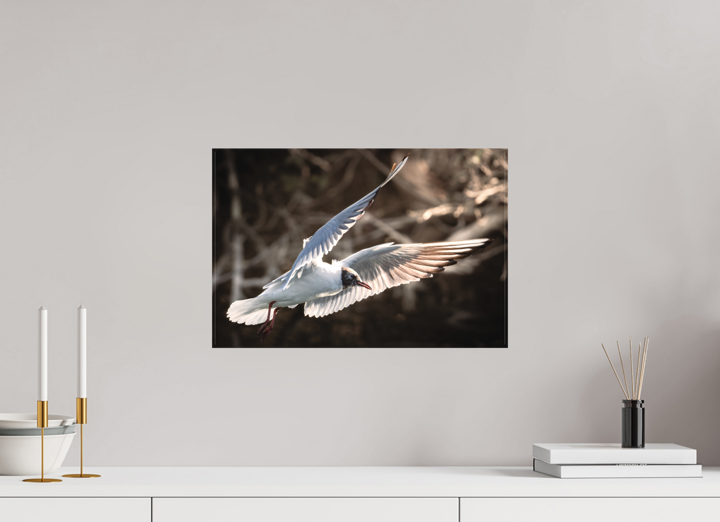 Mouette rieuse | les ailes angéliques