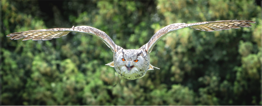 Hibou Grand-duc de Sibérie | l'envol du seigneur blanc