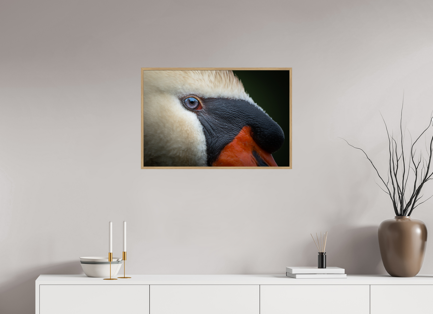 Cygne tuberculé | l'œil d'eau