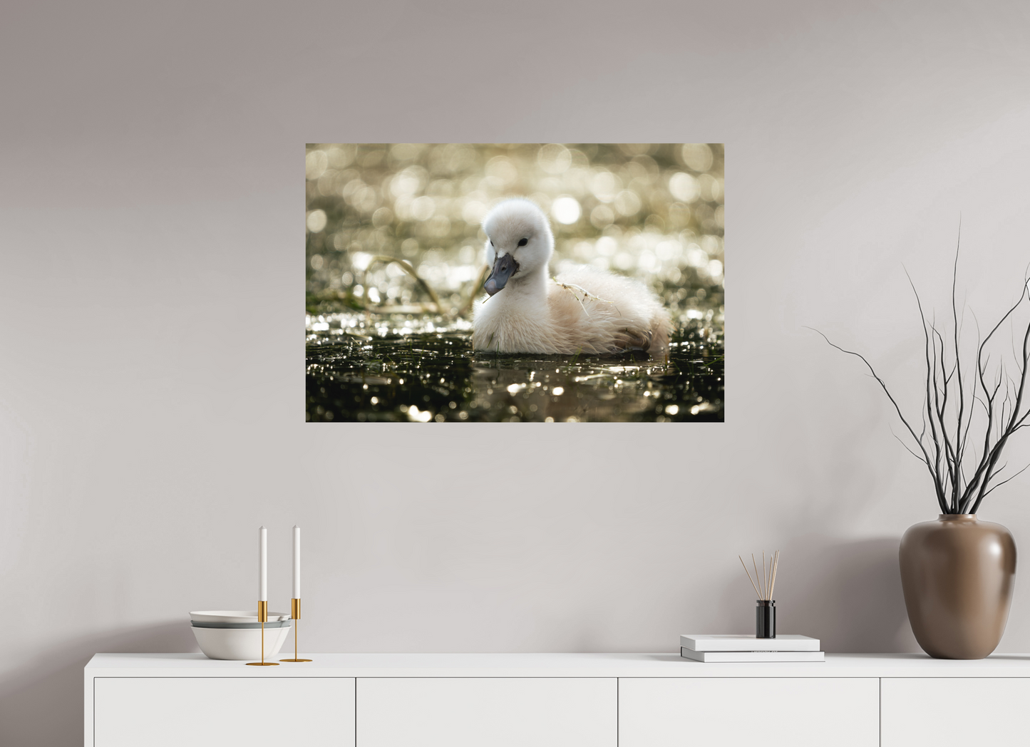 Cygne tuberculé | le nouveau née