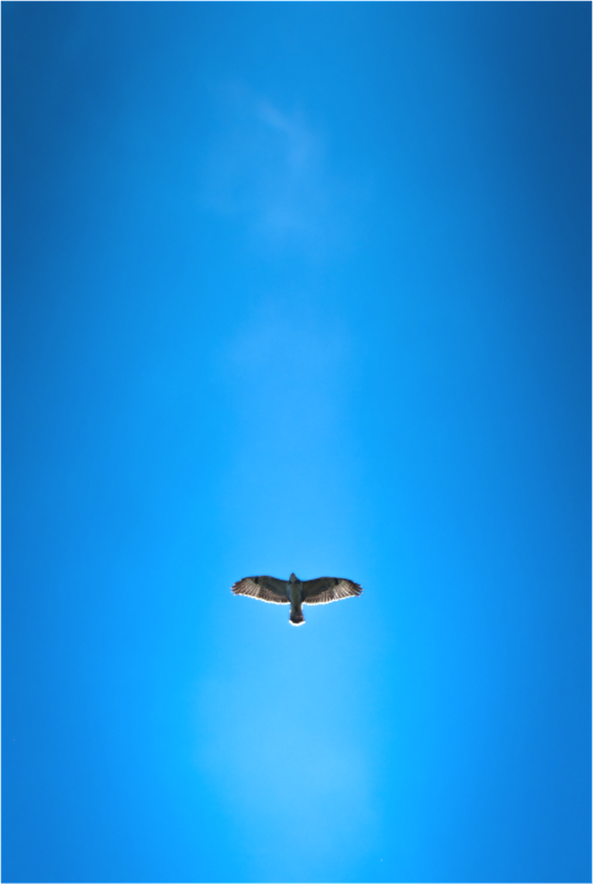 Buse variable | solitude aérienne