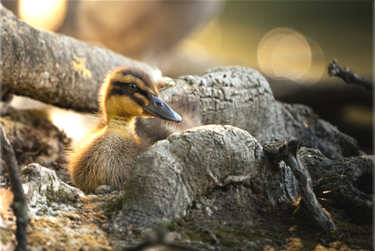 canard Colvert | un caneton dans les bois