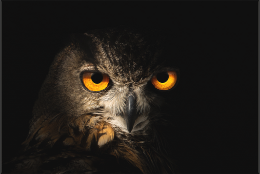 Hibou Grand-duc d’Europe | le seigneur des ténèbres