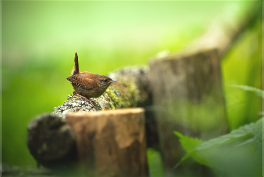 Troglodyte mignon | une petite antenne