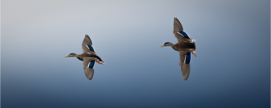 canard Colvert | vol parallèle