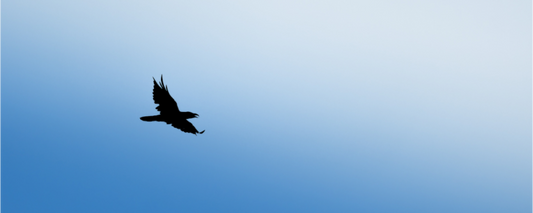 Grand Corbeau | noir et bleu