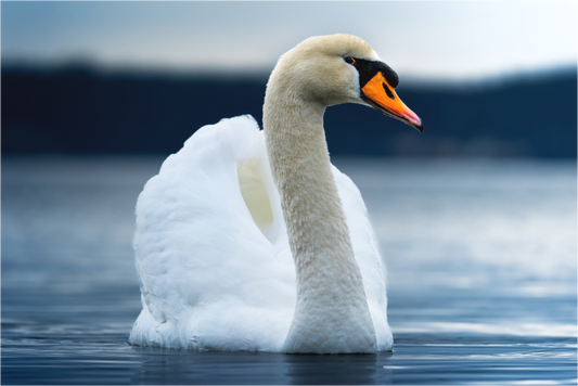 Majesté Blanche