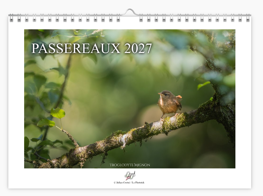 Calendrier 2027 | Passereaux