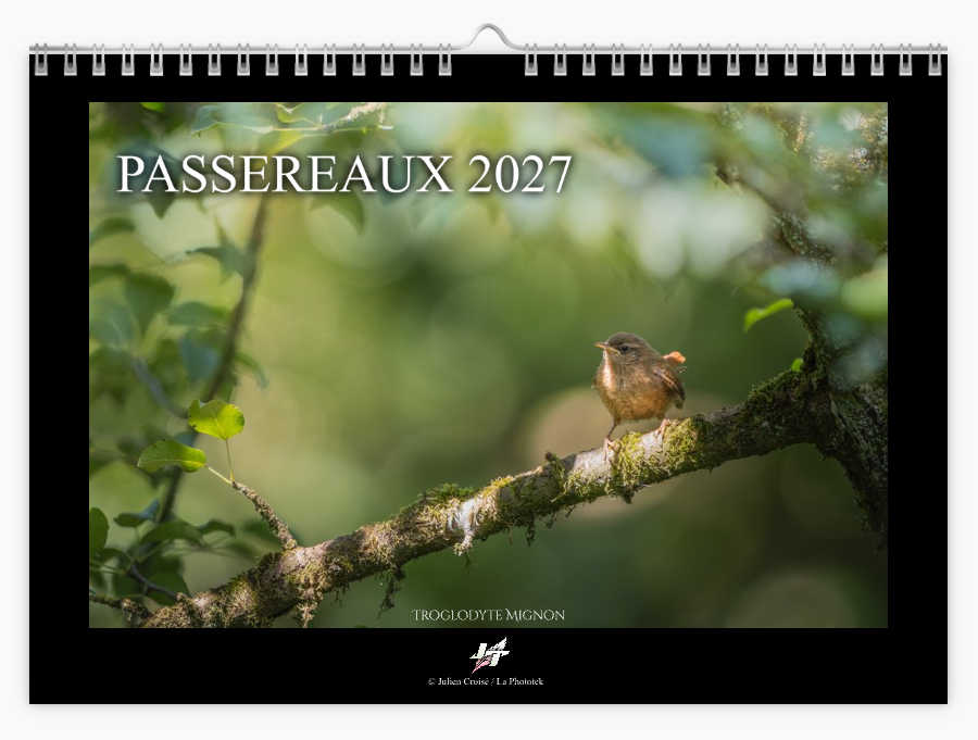 Calendrier 2027 | Passereaux